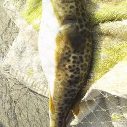 チヌ狙いがいつの間にかアジ釣りに・・・・