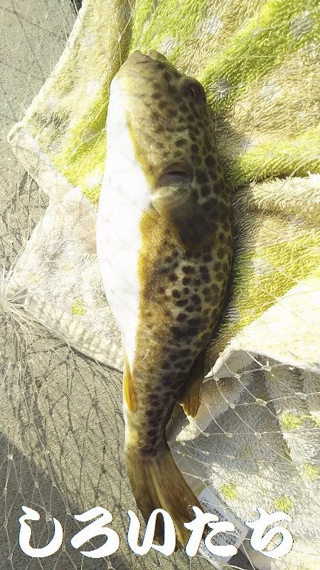 チヌ狙いがいつの間にかアジ釣りに・・・・