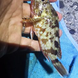 アジ釣りに行く。