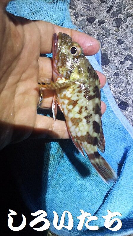 アジ釣りに行く。