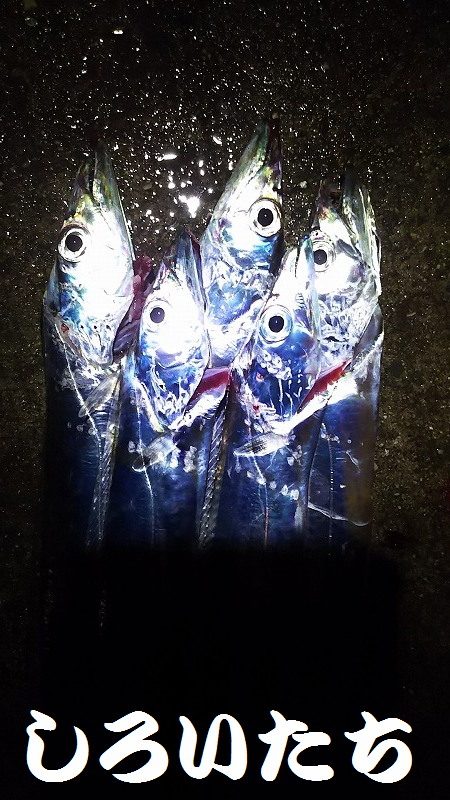 爆釣！タチウオ。