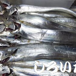 タチウオ釣り。いいサイズが釣れました。