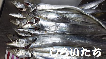 タチウオ釣り。いいサイズが釣れました。