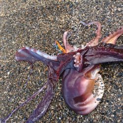 波止でタチウオ、エソ、地磯でアオリイカ