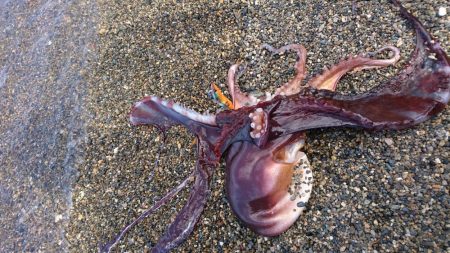 波止でタチウオ、エソ、地磯でアオリイカ