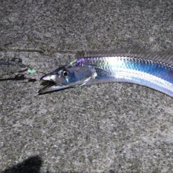 ジグでハマチ、テンヤでタチウオ