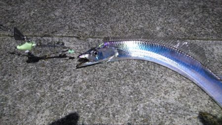 ジグでハマチ、テンヤでタチウオ