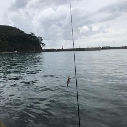 初、蒲入でエギング