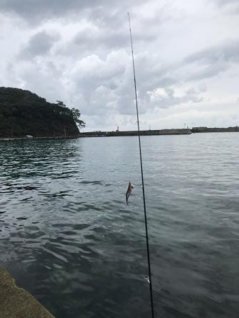 初、蒲入でエギング