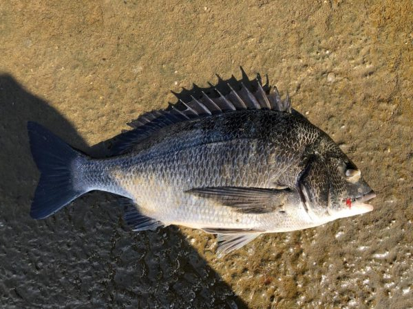 イチノ兄弟、釣果!