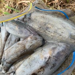 ナイトエギング