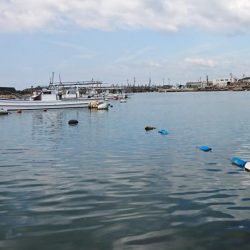 goodサイズのガシラ！