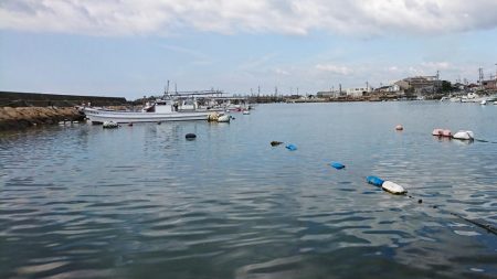 goodサイズのガシラ！