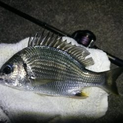 南港ヘチ釣行 (10/06 南港ヘチ釣り キビレチヌ31cm、ガシラ、シーバス、ハゼ 釣果有り)