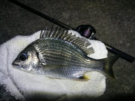 南港ヘチ釣行 (10/06 南港ヘチ釣り キビレチヌ31cm、ガシラ、シーバス、ハゼ 釣果有り)