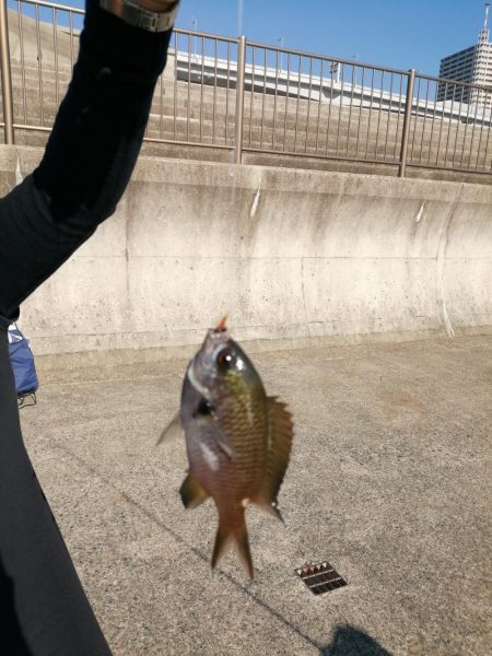 一年ぶりのアジュール