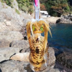 アオリイカ探して