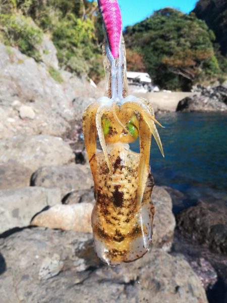 アオリイカ探して