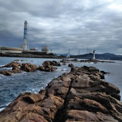 グレ釣れてる・・