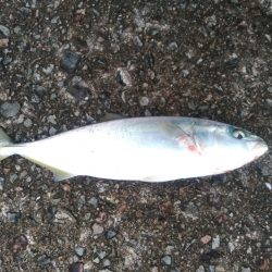 エギング 回遊狙いで良型