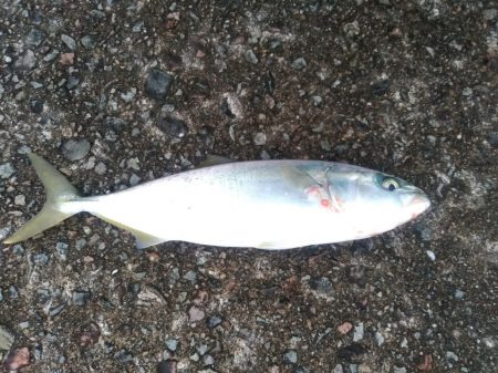 エギング 回遊狙いで良型