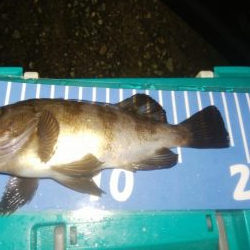 ワインドとアジング