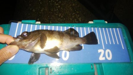 ワインドとアジング