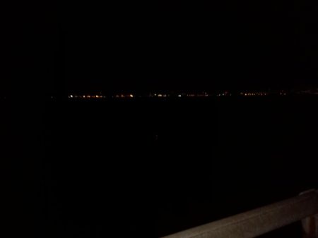 見たこともない魚が？