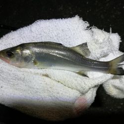 南港へち釣行 （10/24 雨前に南港ヘチ釣り キビレチヌ44cm、真チヌ 釣果有り）