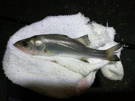 南港へち釣行 （10/24 雨前に南港ヘチ釣り キビレチヌ44cm、真チヌ 釣果有り）