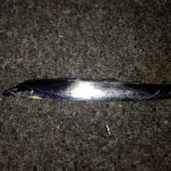 タチウオ 計9本 でもほとんどベルトサイズ しかも1本は尻尾なし