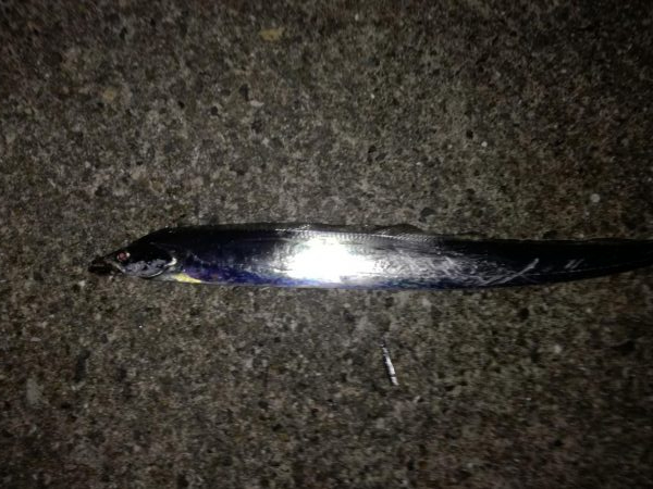 タチウオ 計9本 でもほとんどベルトサイズ しかも1本は尻尾なし