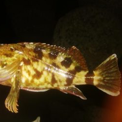 ワインドとアジング