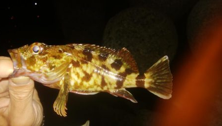 ワインドとアジング