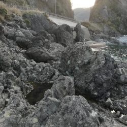 アオリイカ探して