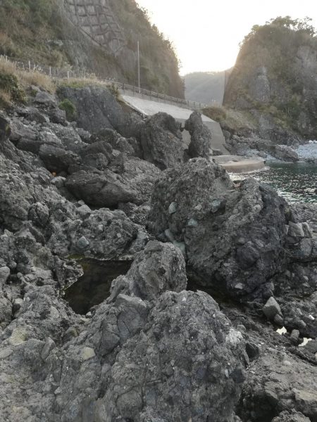 アオリイカ探して