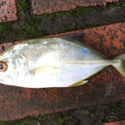 アジ12匹、メッキ1匹