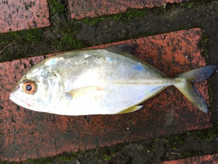 アジ12匹、メッキ1匹