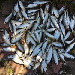 スズキ55㎝、アジ大漁