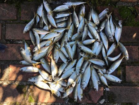 スズキ55㎝、アジ大漁