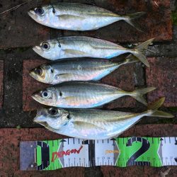 アジ24匹（~26㎝）、ボラ、ガシラ