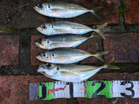 アジ24匹（~26㎝）、ボラ、ガシラ