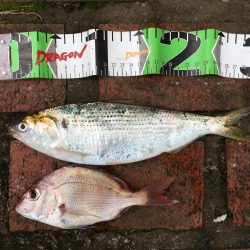 アジ、セイゴ、サバ、タイ