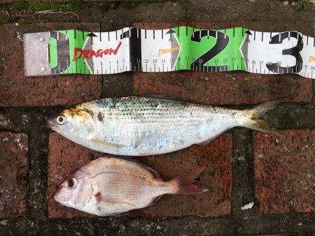 アジ、セイゴ、サバ、タイ