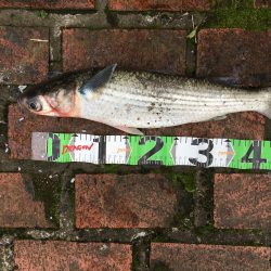 アジ78匹、ボラ1匹（50㎝）