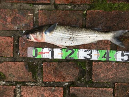 アジ78匹、ボラ1匹（50㎝）