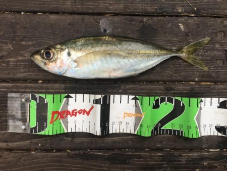 25㎝含むアジ6匹