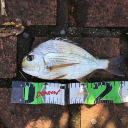 中型アジ13匹（最大27㎝）、コアジ26匹、ヘダイ26㎝1匹