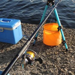 エビ撒きの5目釣り 最後に本命