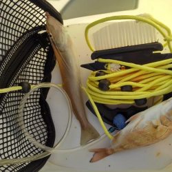 今年はいいサイズ